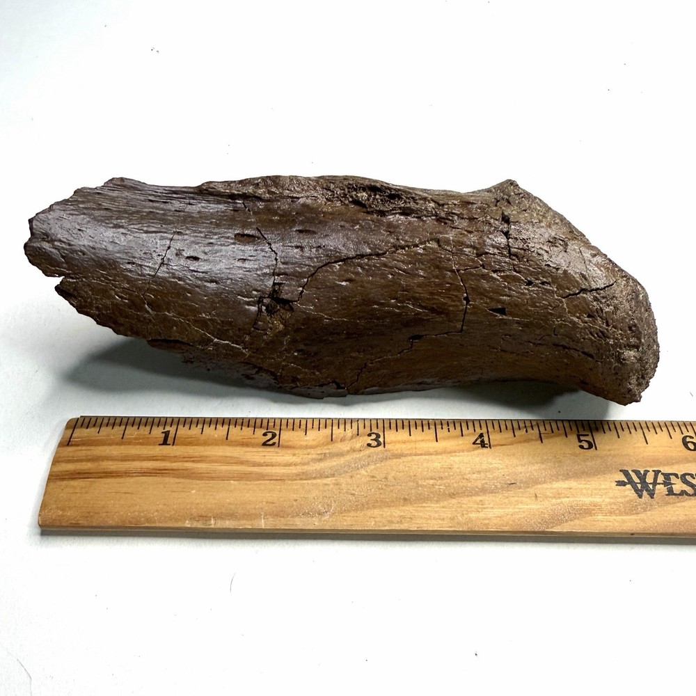 Ankylosaurus or Denversaurus Quadrate? - Lance Formation, Wyoming