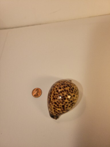 Hand Picked Cyprae Tigris Shell