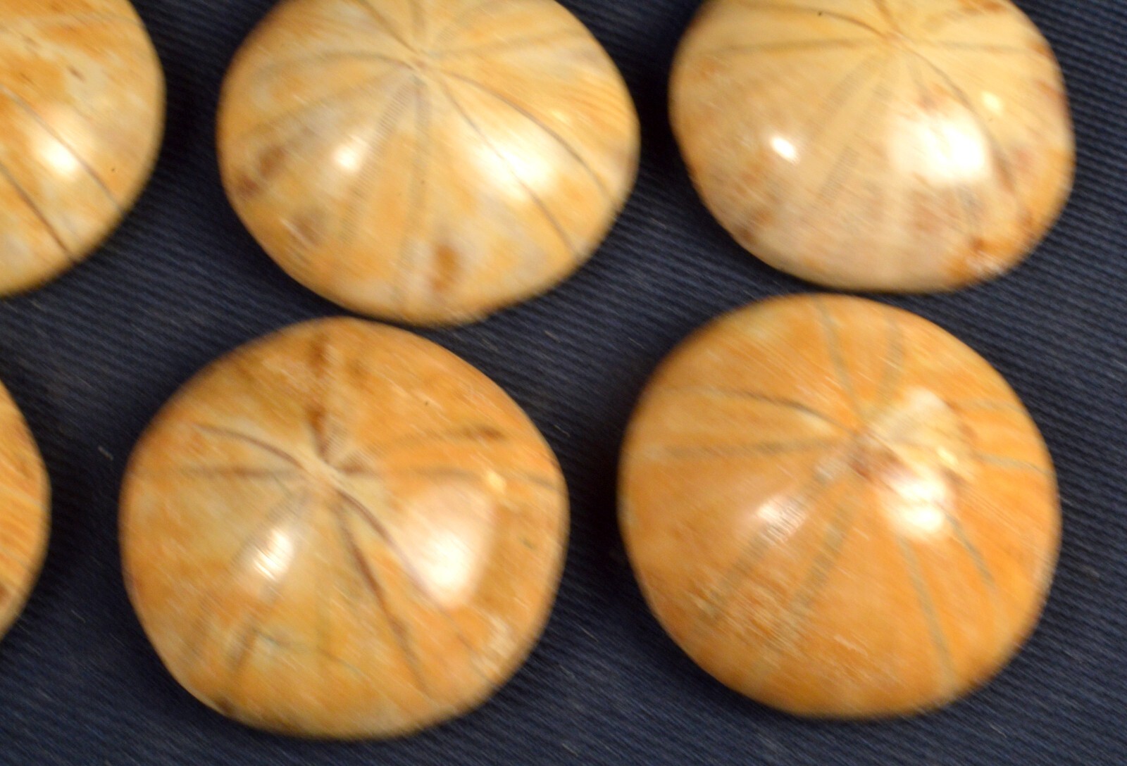 #11,993 Echinoderm Fossil (Sand Dollar) - Madagascar [ONE PIECE ONLY]