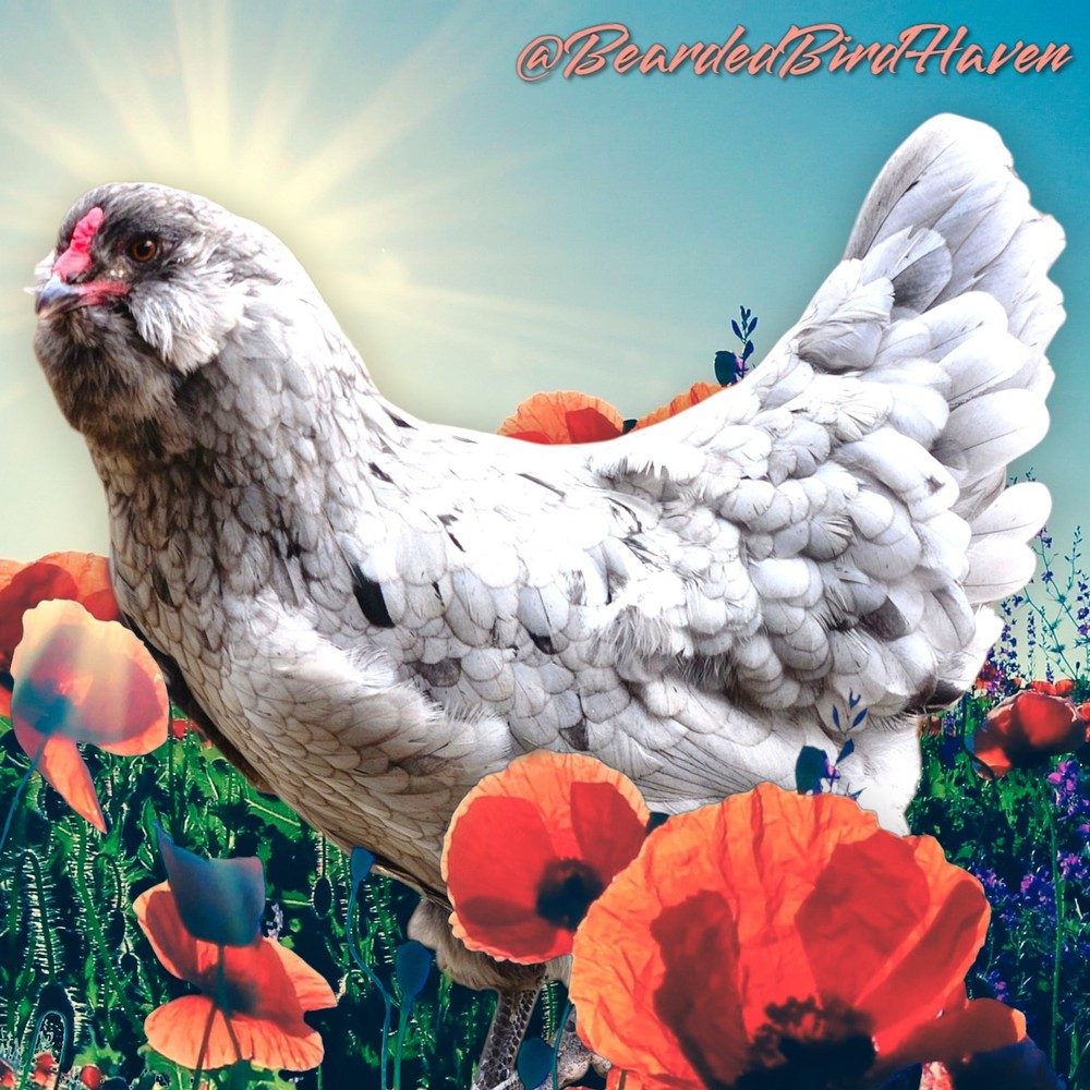 Easter Egger Hatching Eggs X6 (NPIP Certified: AI/PT Clean) + EXTRA