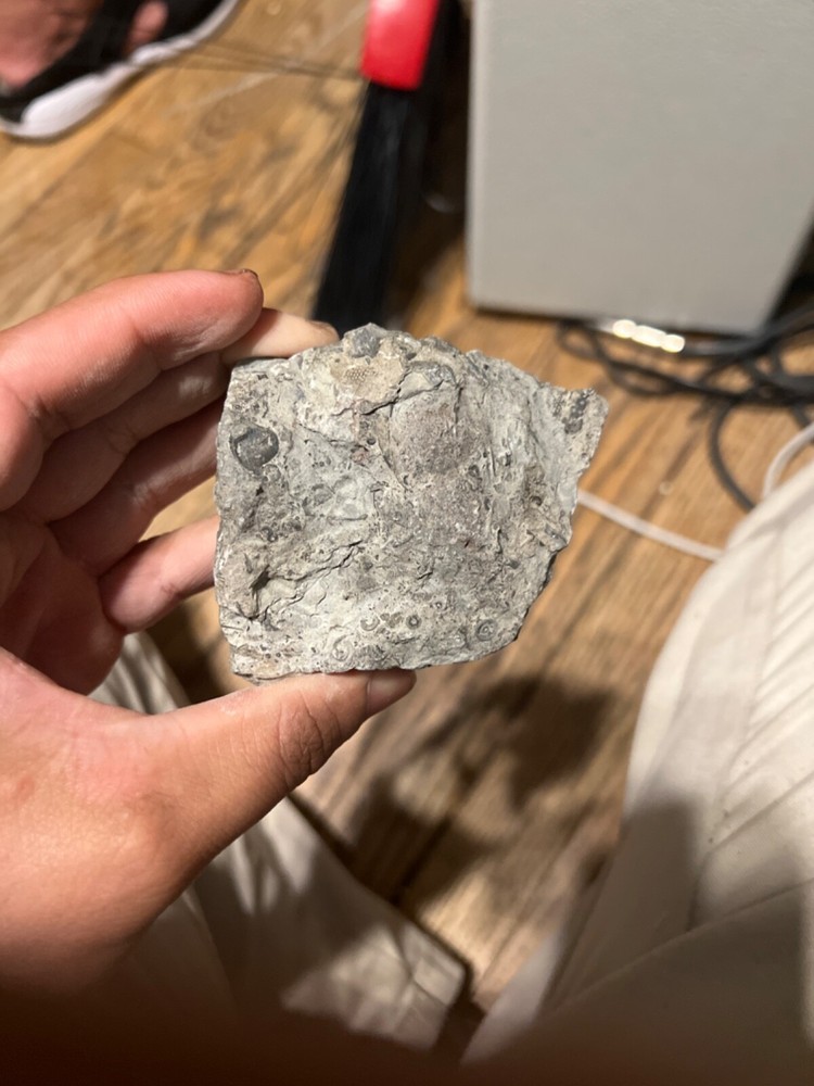 fossils other