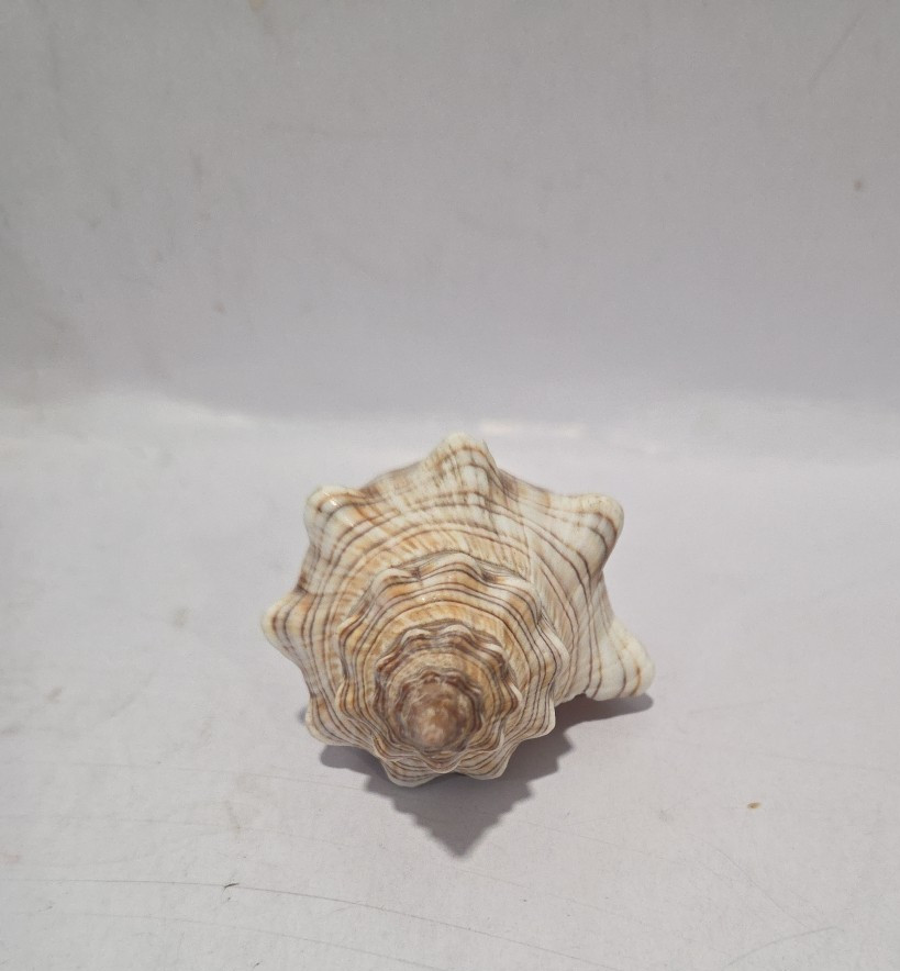 Striped Fox Conch Shell 3 5/8" - 93 mm