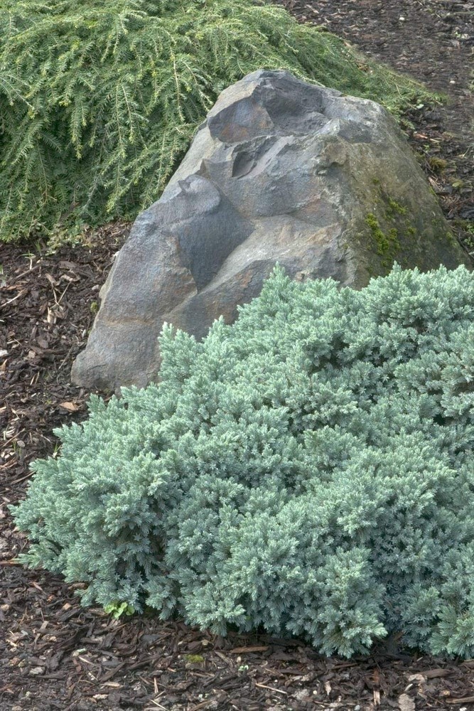Juniper Blue Star | 2 Inch | Juniperus squamata | Groundcover | Erosion Control