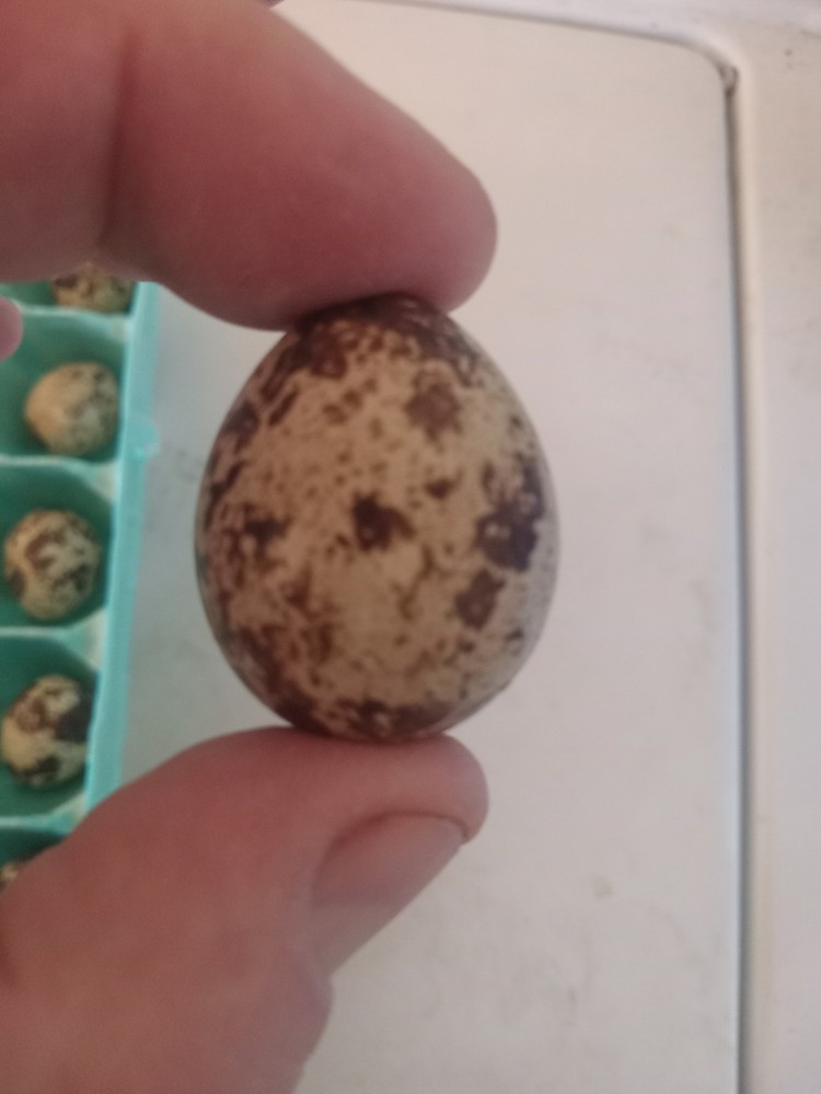 6+ Jumbo brown Coturnix Quail Hatching Eggs