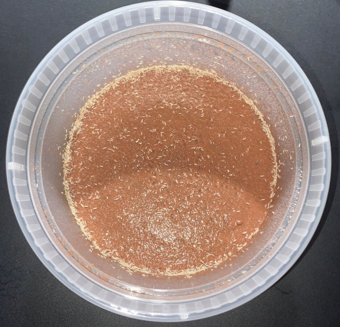 500+ Tropical White Springtails / Clay Culture / 8oz - FREE SHIPPING