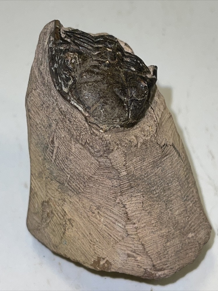 2.5 in) Trilobite