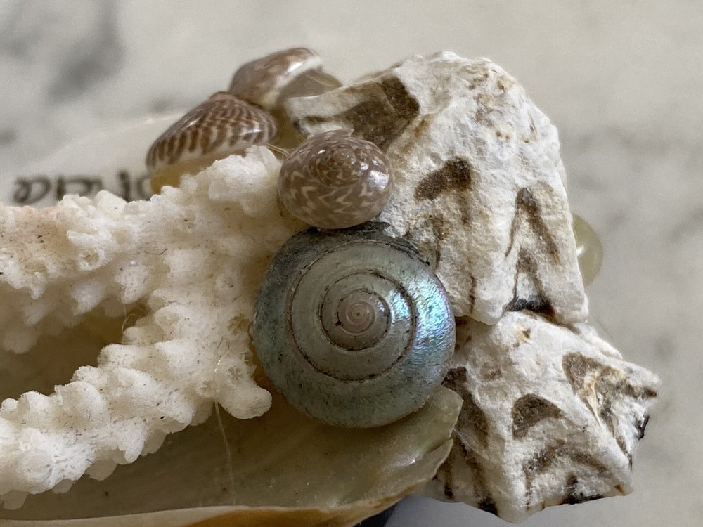 Florida Beach magnet coral shells seashell Sea Shell