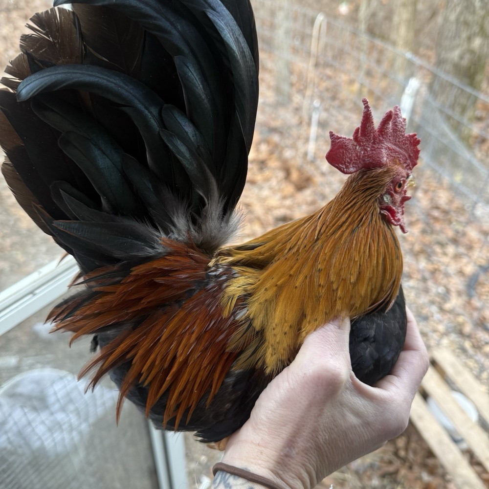 18++Small/Micro A&B SERAMA Hatching Eggs