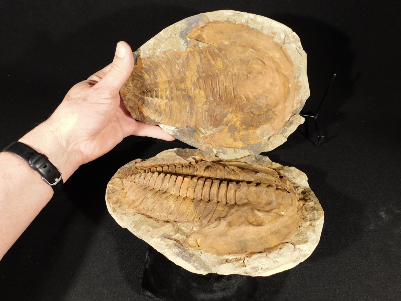 HUGE! 530 Million Year OLD! Andalusiana Trilobite Fossil Anif Morocco 3242gr