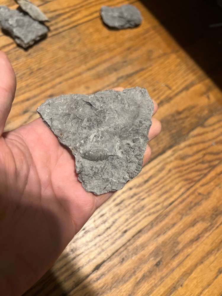 Marine Fossil Rocks