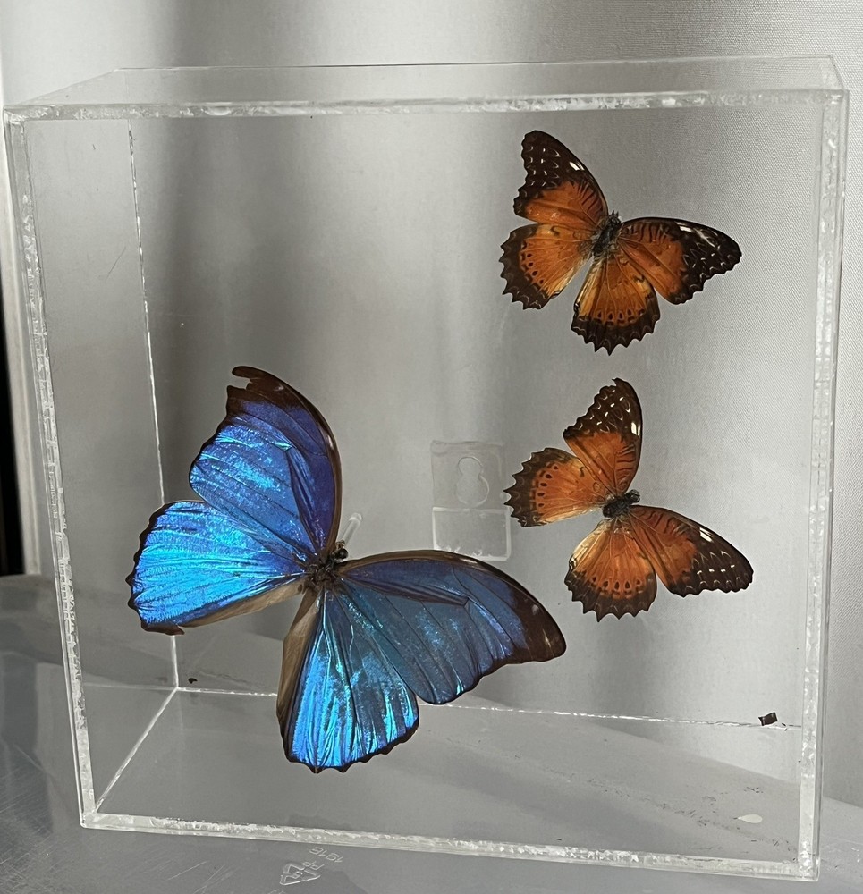 Blue Morpho Butterfly