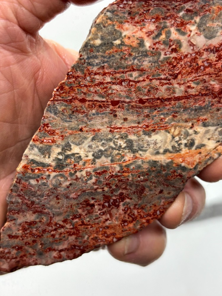 Orbicular Leopard Skin Jasper Slab Lapidary Cabbing Combo Ship Avail