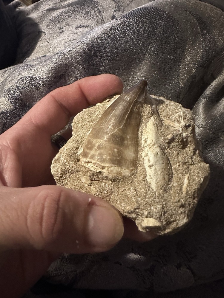 Mosasaur Tooth In Matrix
