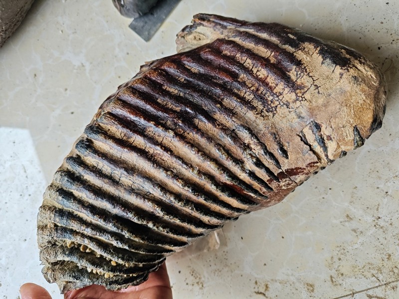 Exquisite fossilized teeth from the Ice Age - Ancient fossil specimens