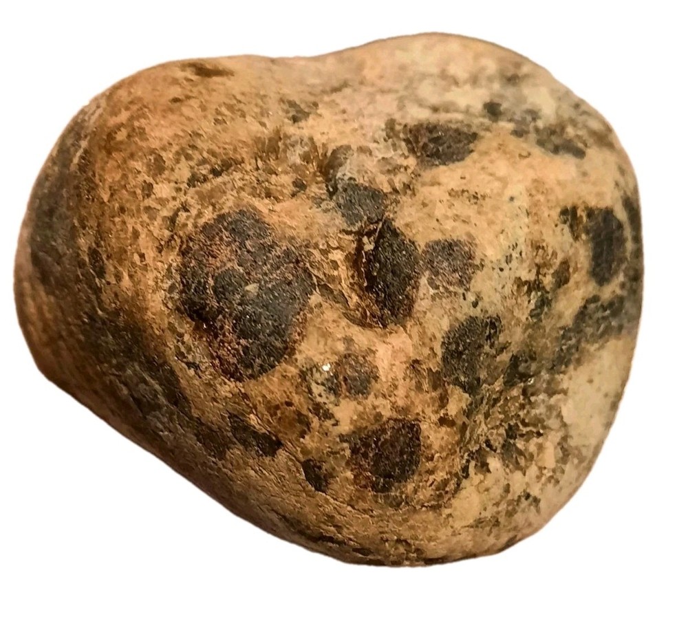 Garnet In Metamorphic Matrix Host Rock