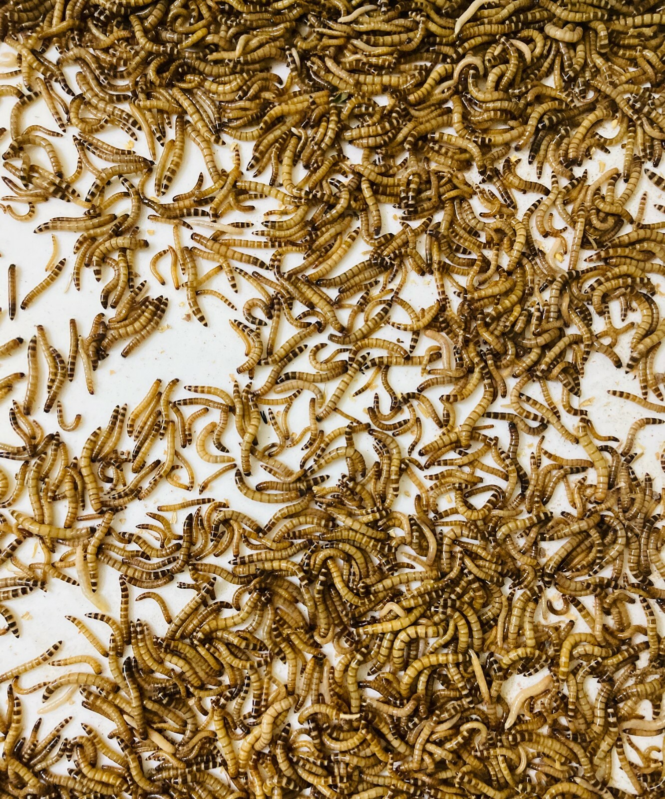 Live Superworms  - 50-1000 counts - 4 different sizes - First Class/Priority Mai