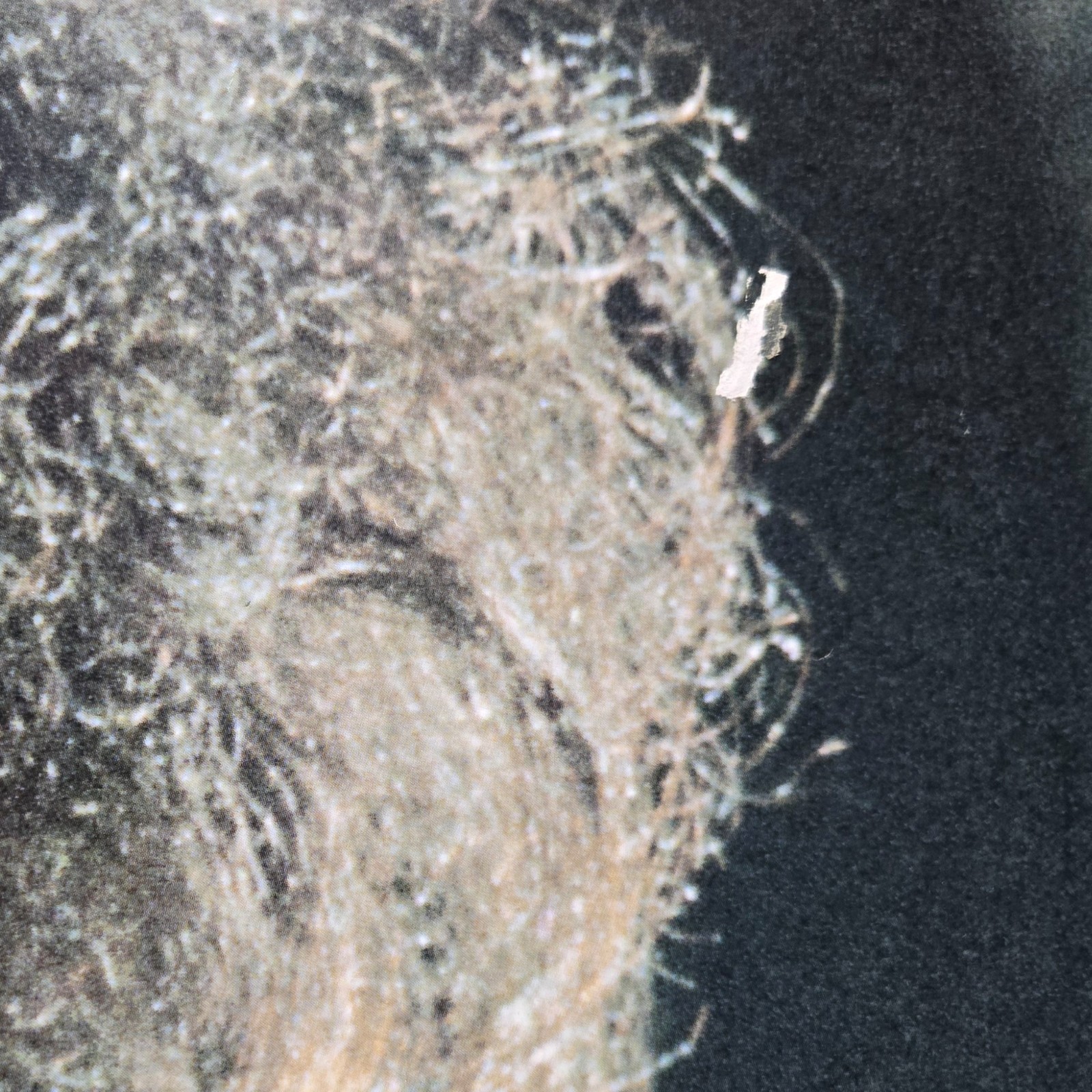 3 VTG Rock & Roll POSTERS - Bob Dylan, Neil Young, Jimi Hendrix - 53" x 38" EACH