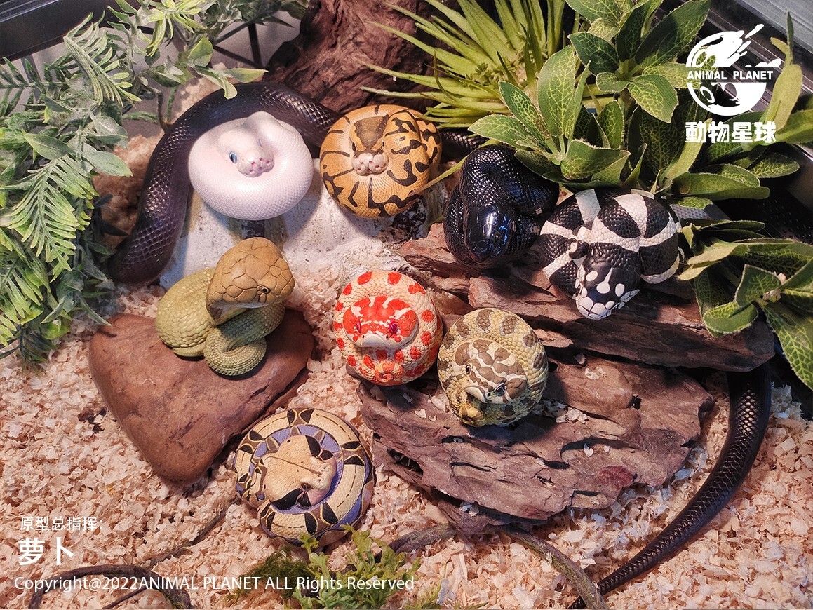 【In-Stock】 Animal Heavenly Body Extreme Red Hognose Collectible Snake Statue