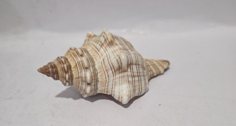 Striped Fox Conch Shell 3 5/8" - 93 mm