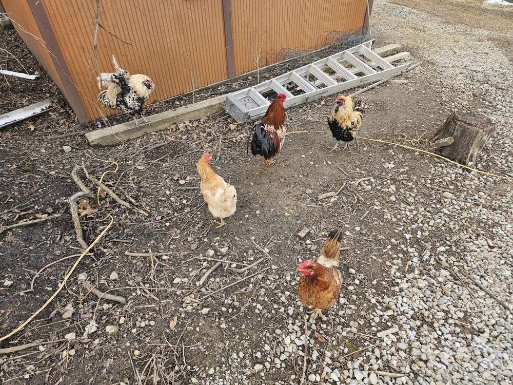 6+ Barnyard Mix Fresh Hatching Eggs From Free Range Chickens