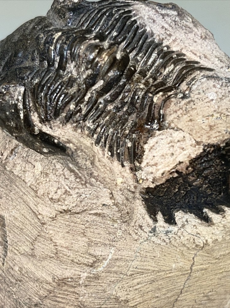 2.5 in) Trilobite