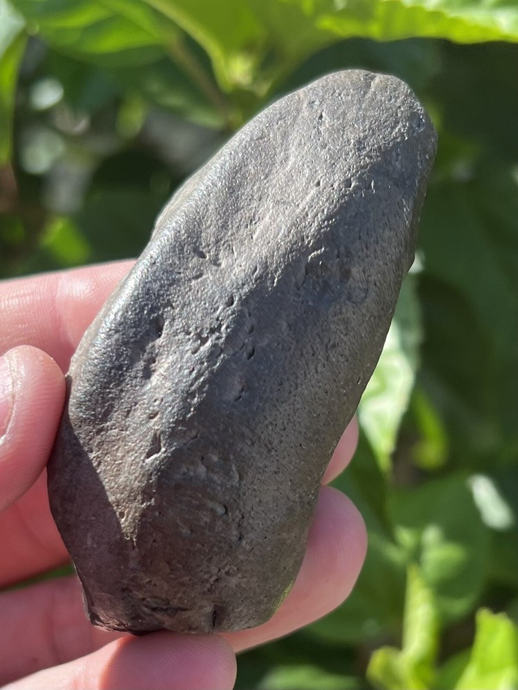 Fossil Whale Earbone
