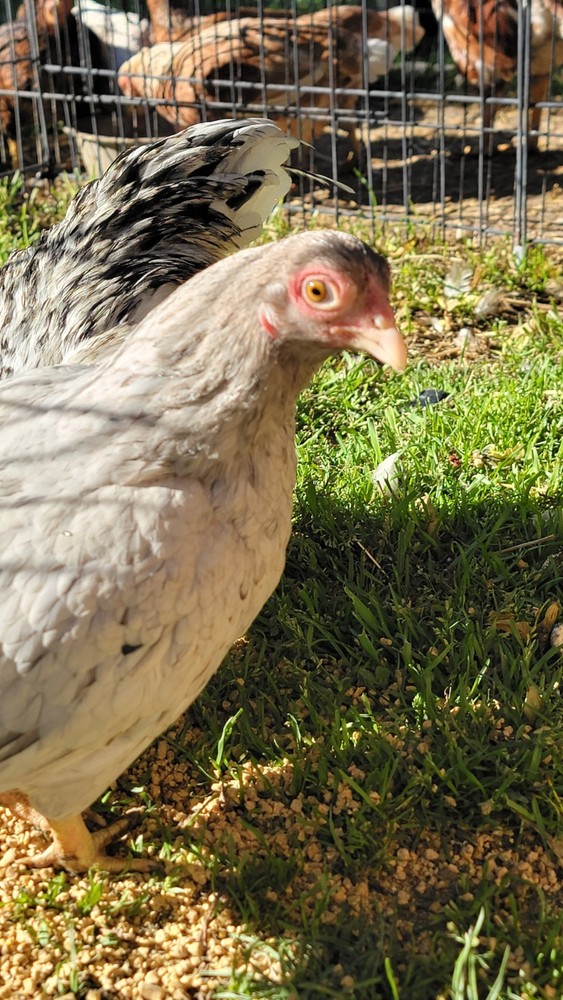 6+ Dark&Light Cornish &Splash Cornish Btm Hatching Eggs