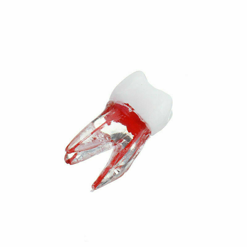 Dental Module Model Pulp Practise Root Canal Dentist Study Endo Training Tubes