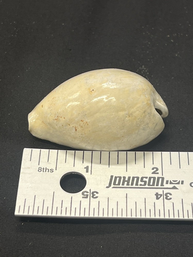 EXTINCT Fossilized COWRIE Shell From Central Florida - Pliocene Era.