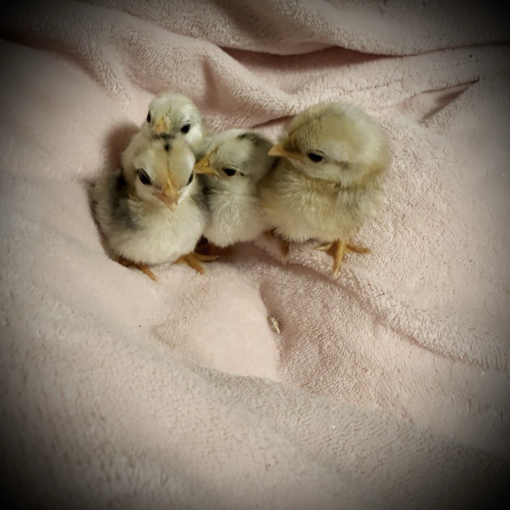 18++Small/Micro A&B SERAMA Hatching Eggs