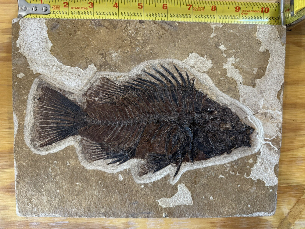 Priscacara 8.5 inch Great Specimen!