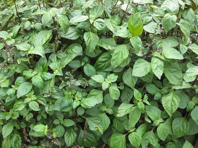 5 TRUE PATCHOULI Shrub Fragrant Patchouly Pogostemon Cablin Herb Seeds *Comb S/H
