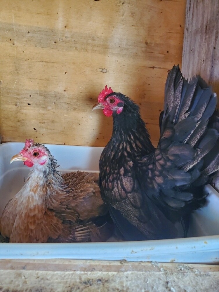 12 Clean Serama Hatching Eggs, Micro, A & B Types / Malay/Trad