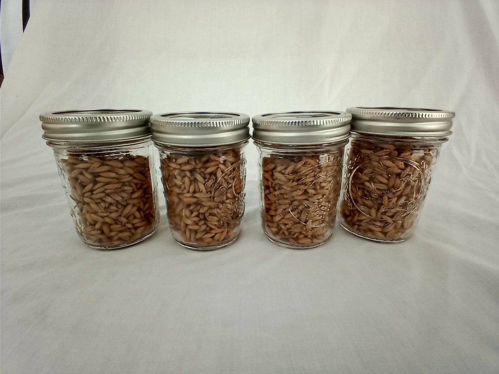1/2 PINT Mushroom Jars READY Sterilized Substrate Grain Grow Fast SHIP [C]