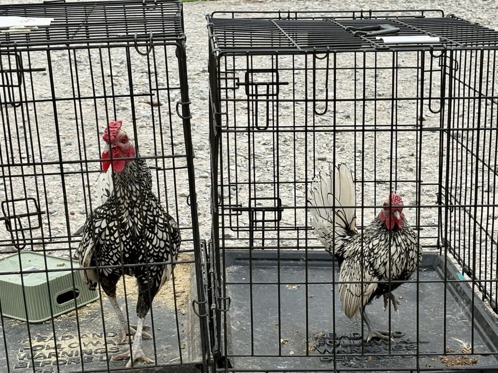 Show Quality Tiny Silver Seabrights Hatching Eggs 6+