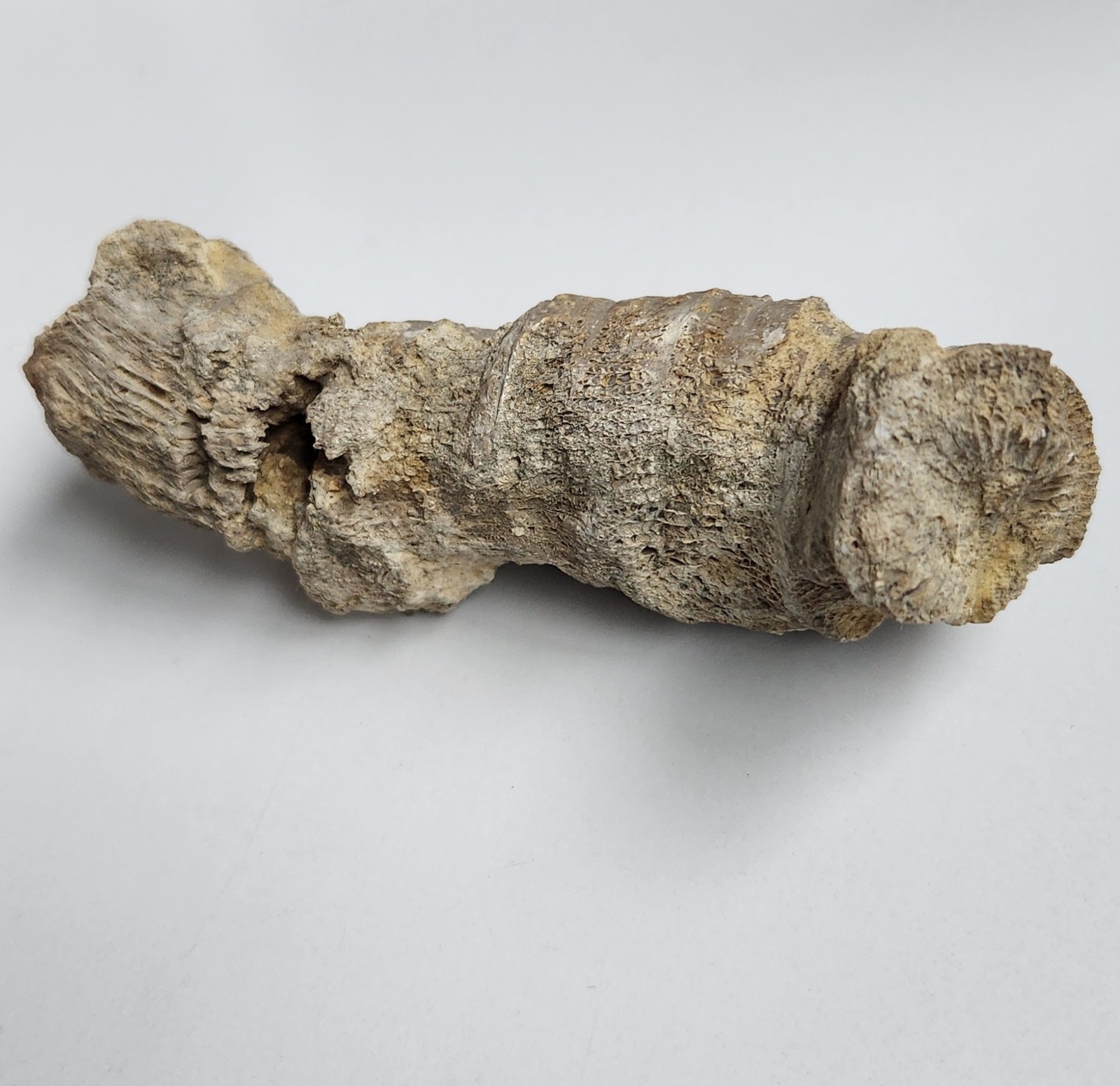 5" 216g Fossil Horned Coral Central Texas Pennsylvanian Display Specimen