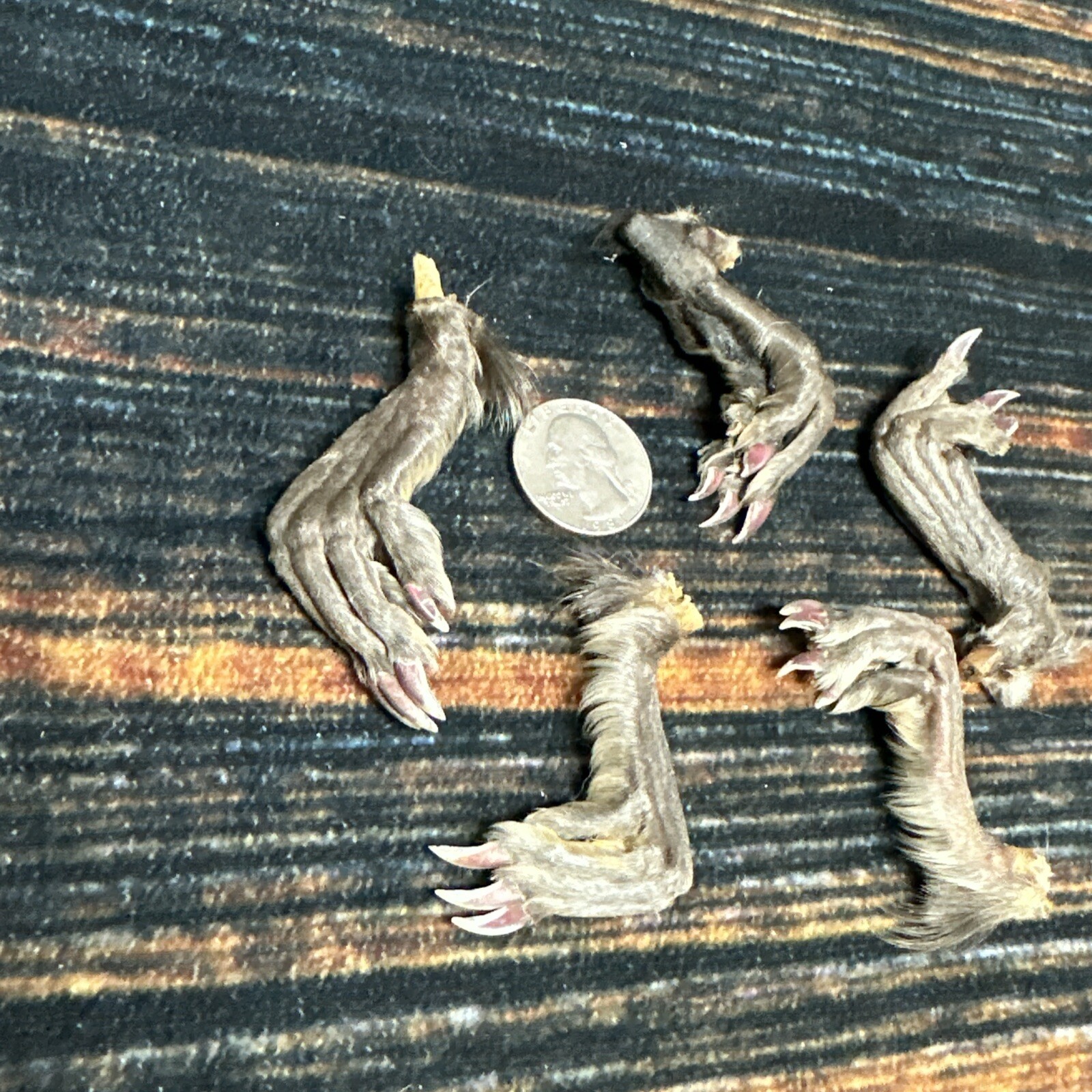 5 Real tanned Muskrat Back Feet Cured Taxidermy Mount Repair Arts Craft Witch