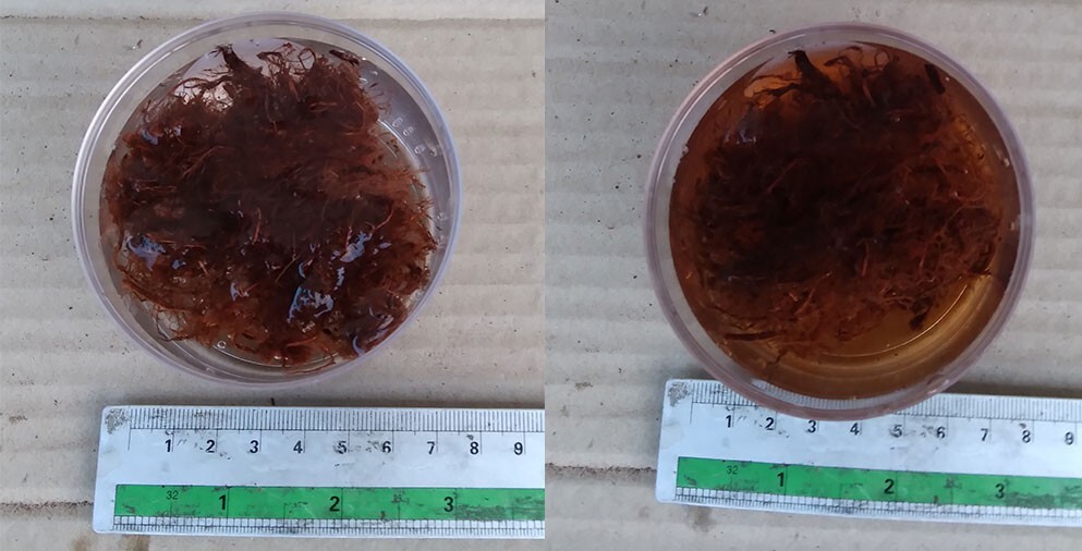 500g Catechu Bark for simulating blackwater condition in aquarium, betta, fish