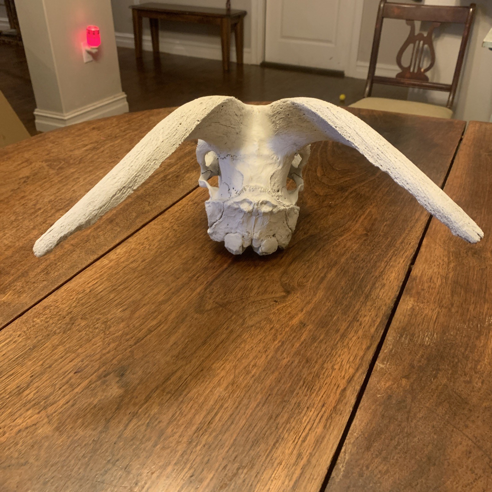 Large Authentic Goat Or Ram Skull - Taxidermy - Clean - Oddities Friendly