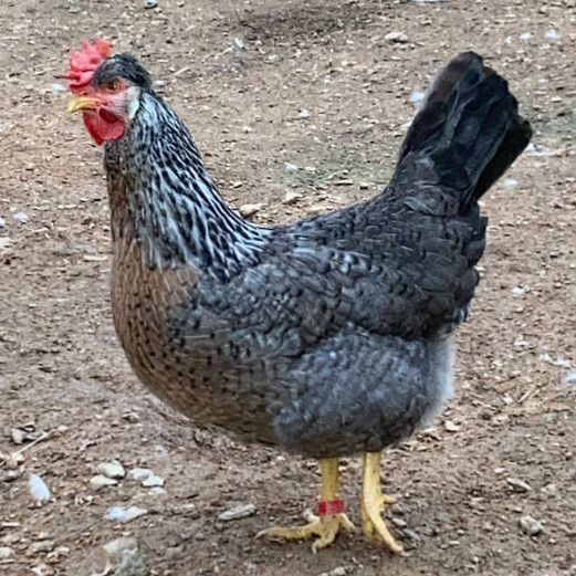 Crested Cream Legbar Hatching Eggs 10++