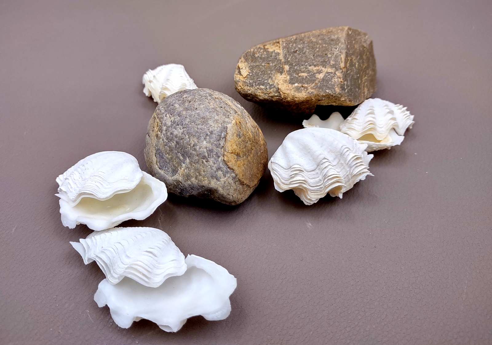 Mini Derasa Clam Seashell White Tridacna Derasa (1 shell approx. 1+ inches)