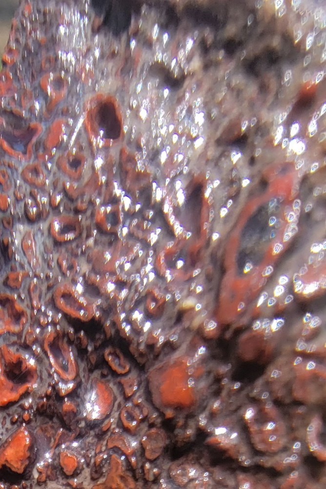 3.06lbs Small Medium agotized Dino Bone Reds
