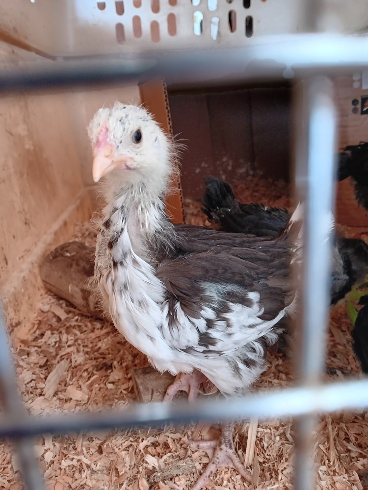 12+ Rainbow Hatching Eggs – Marans, English Orpingtons, Olive Egger, Moss & AM