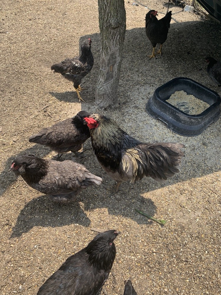 6 Ayam Cemani Hatching Eggs/ 6 Easter Egger Hatching Eggs