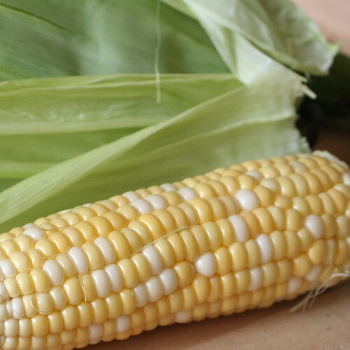 Peaches & Cream Corn Seeds | Hybrid Bicolor Sweet | Non-GMO | Free Shipping 1108