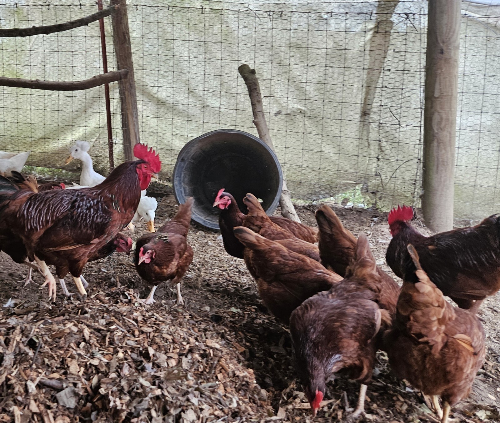 15 Rhode Island Red Chicken Hatching Eggs