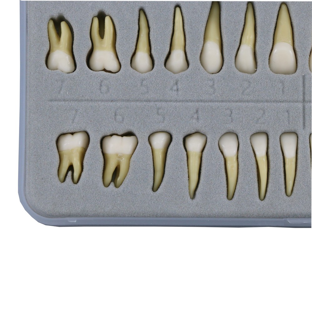 M7021 Standard Replacement Teeth 28Pcs Training Demonstration Study Teeth