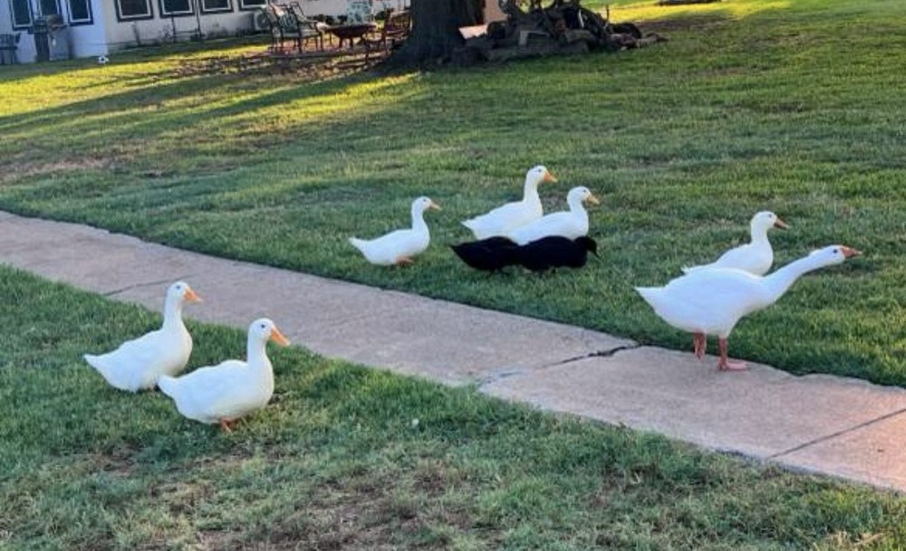 6 Fertilizer Duck Eggs Hatching Barnyard