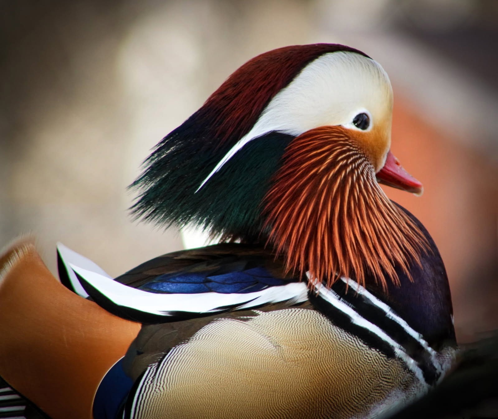 6+ Mandarin Duck Hatching Eggs.  PRESALE!!  Ship late April/May NPIP