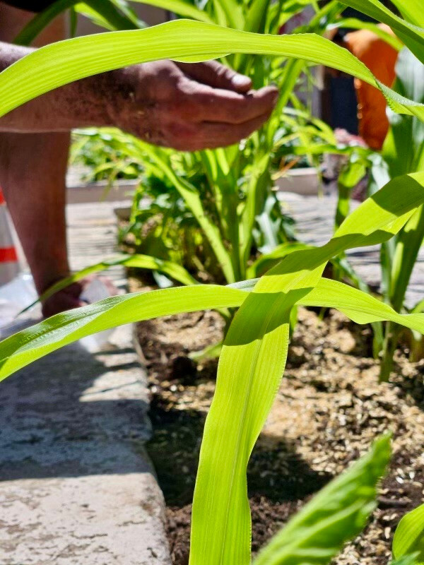 Humate Soil Amendment, Fertilizer and Conditioner